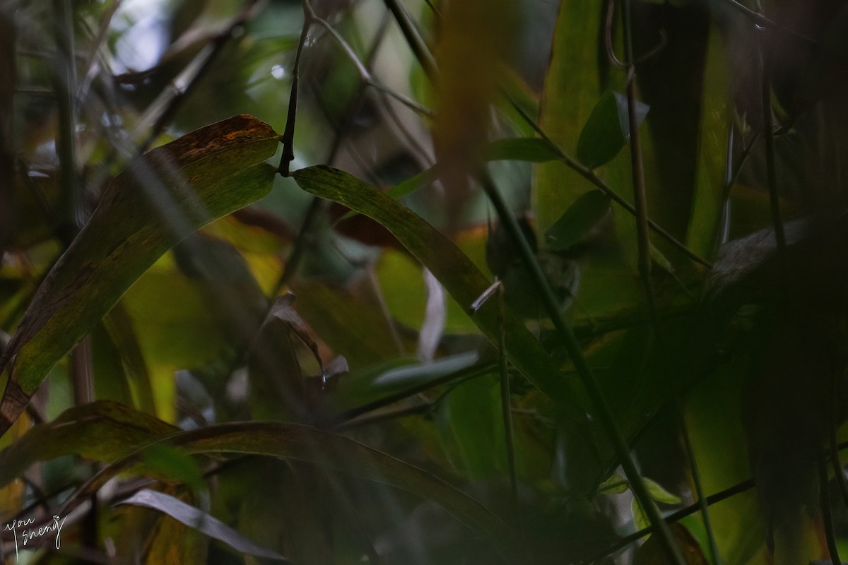 Sakhalin Leaf Warbler - You-Sheng Lin