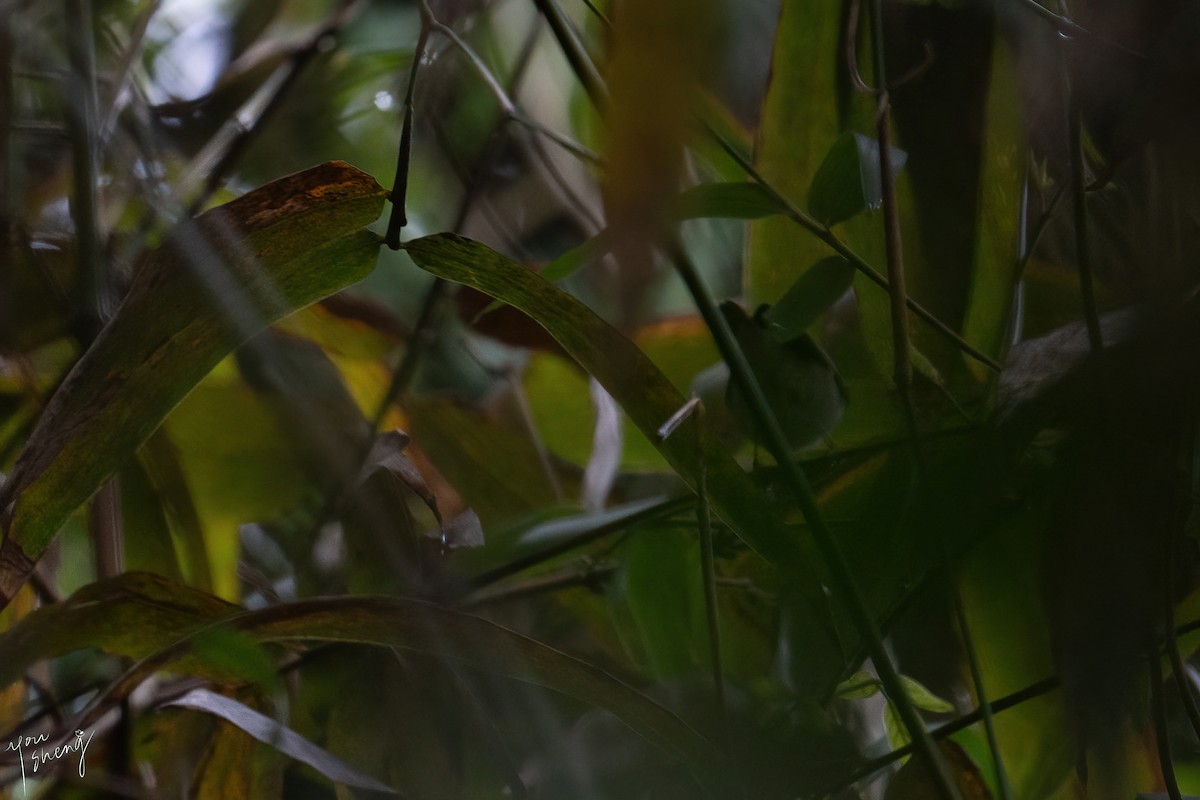 Sakhalin Leaf Warbler - You-Sheng Lin