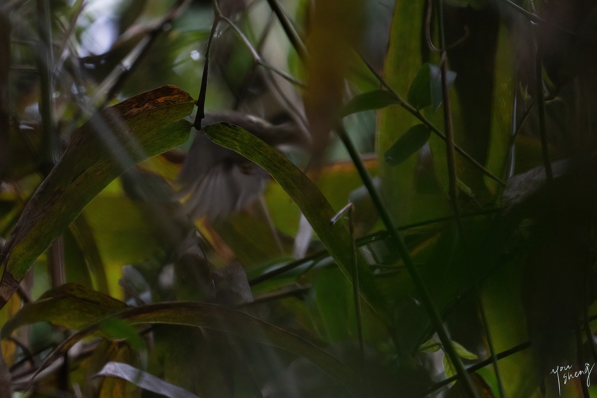 Sakhalin Leaf Warbler - You-Sheng Lin