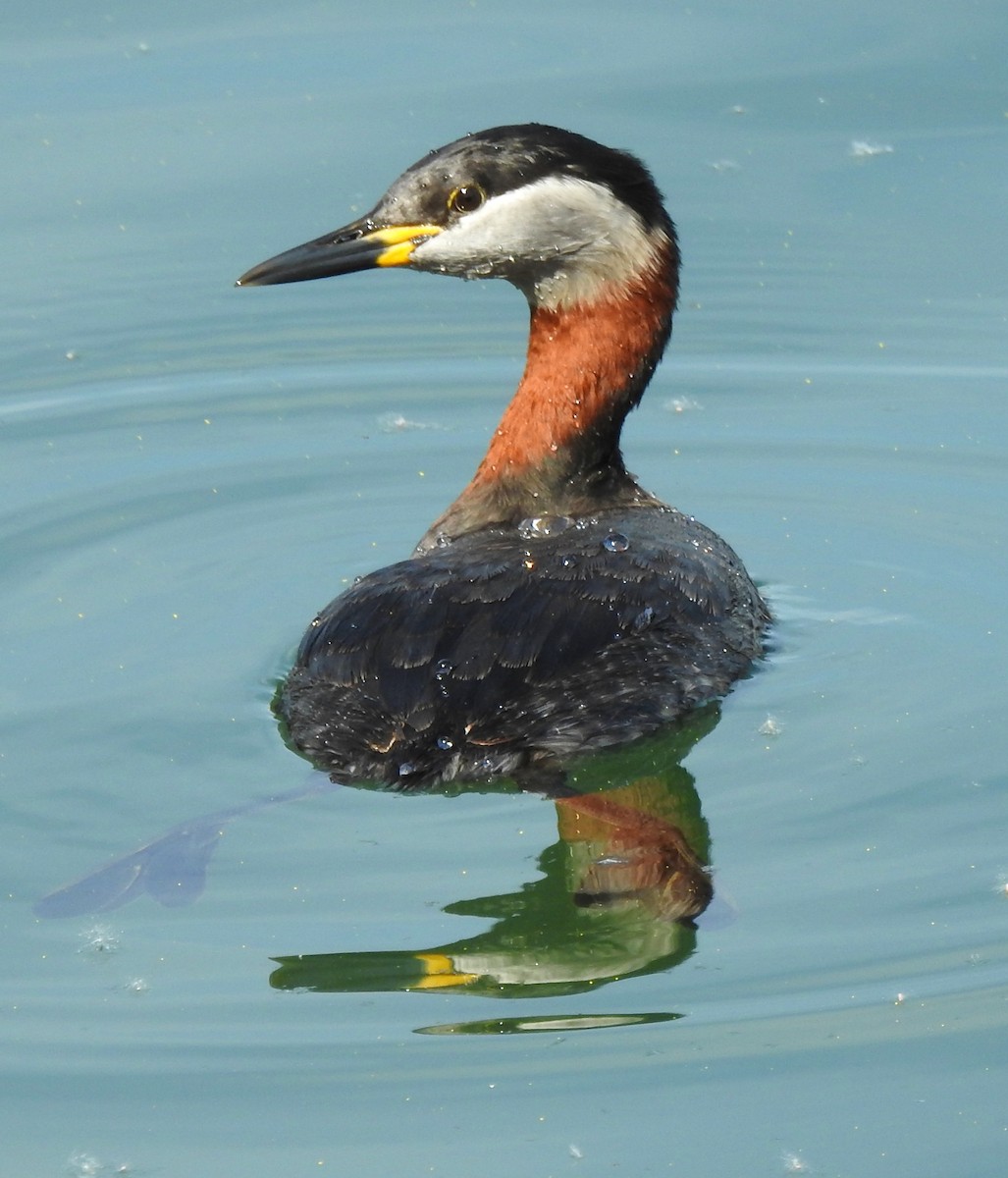 Red-necked Grebe - ML617036821