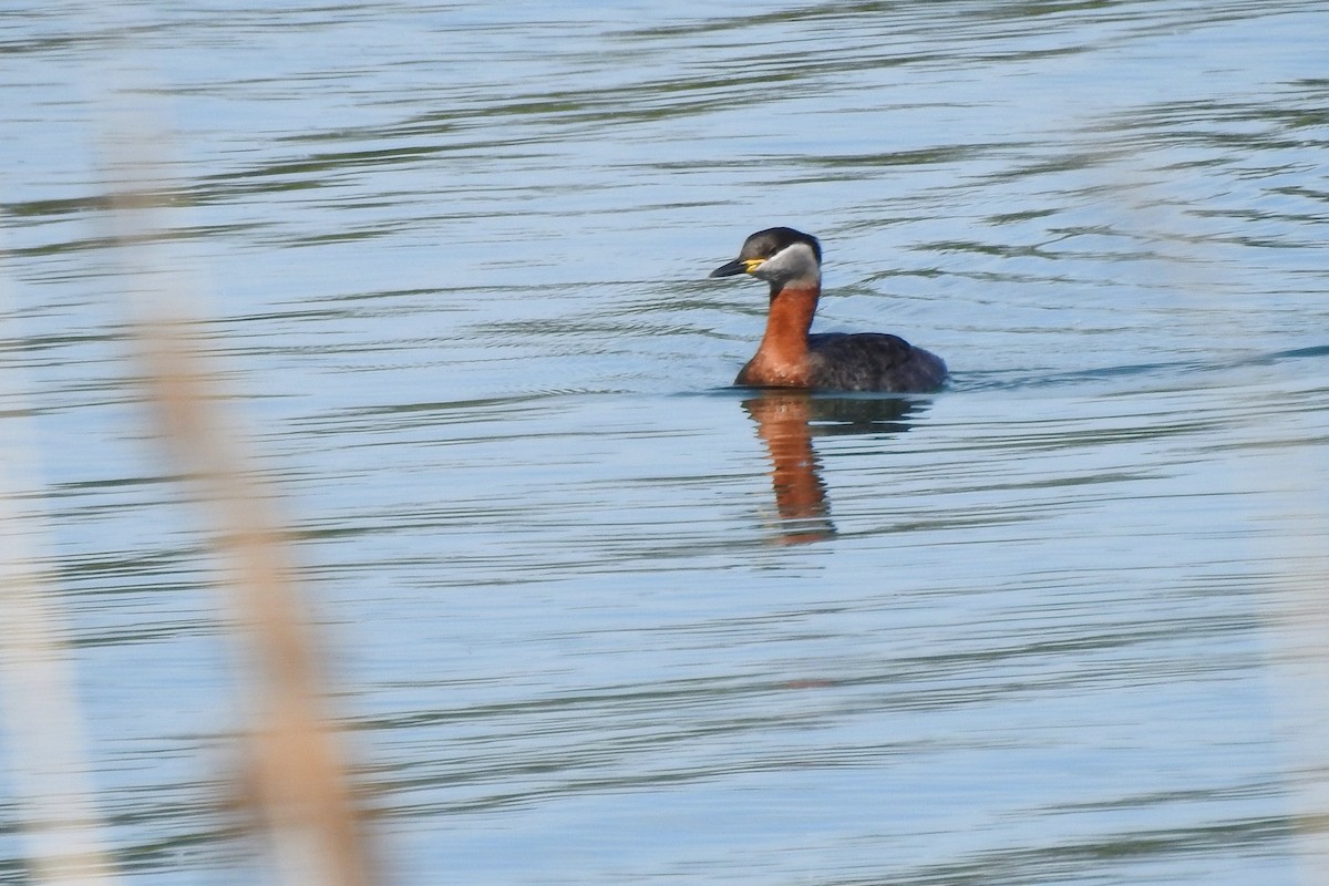 Red-necked Grebe - ML617036822