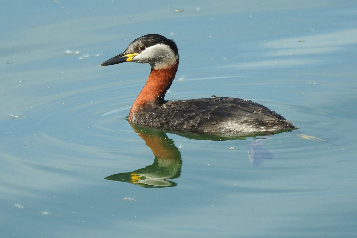 Red-necked Grebe - ML617036824