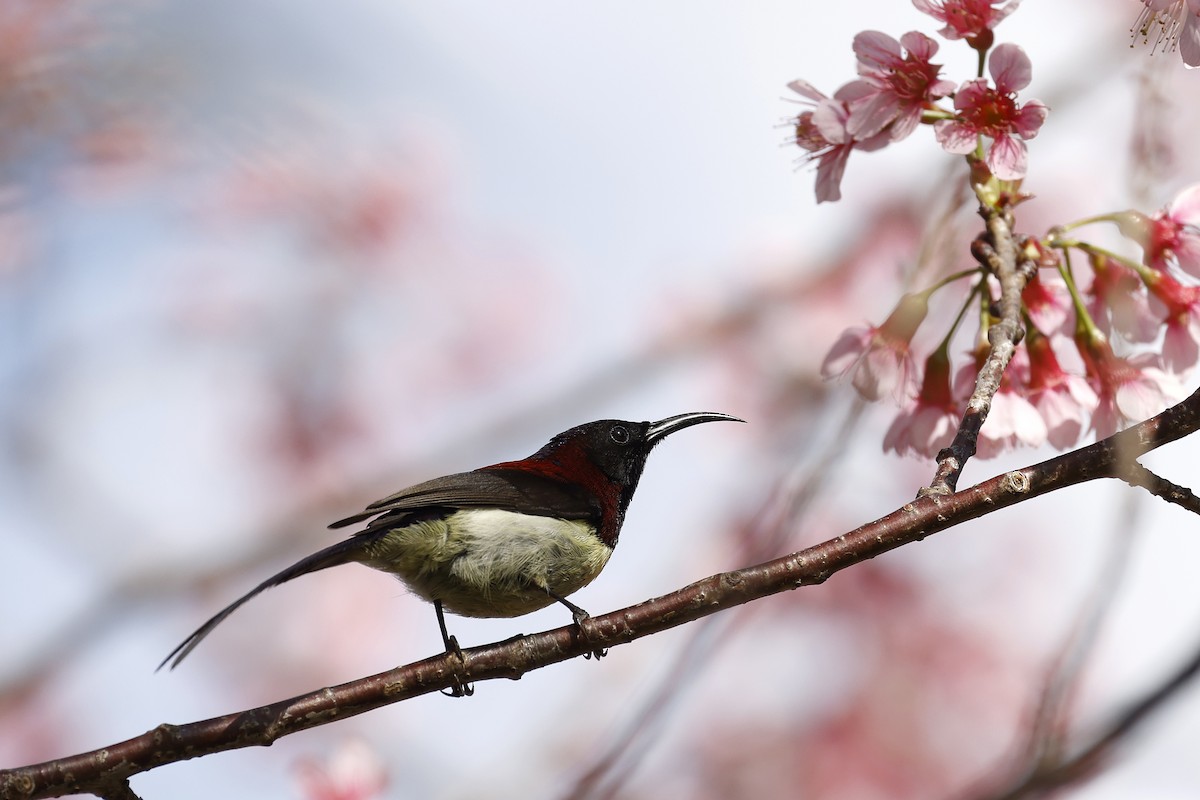 Black-throated Sunbird - ML617036853