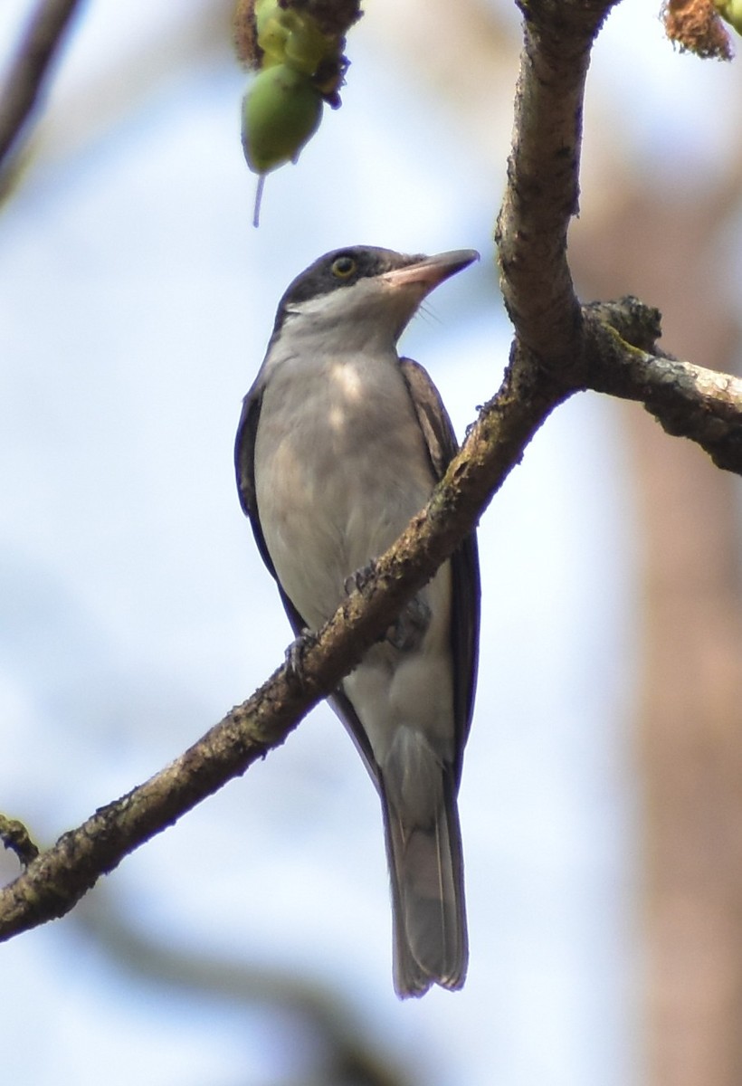 Malabar Woodshrike - ML617036872