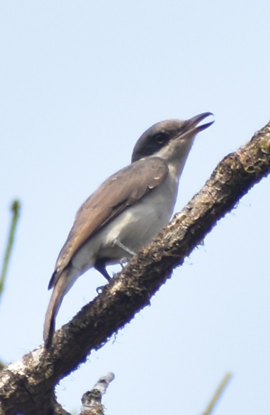 Malabar Woodshrike - ML617036873