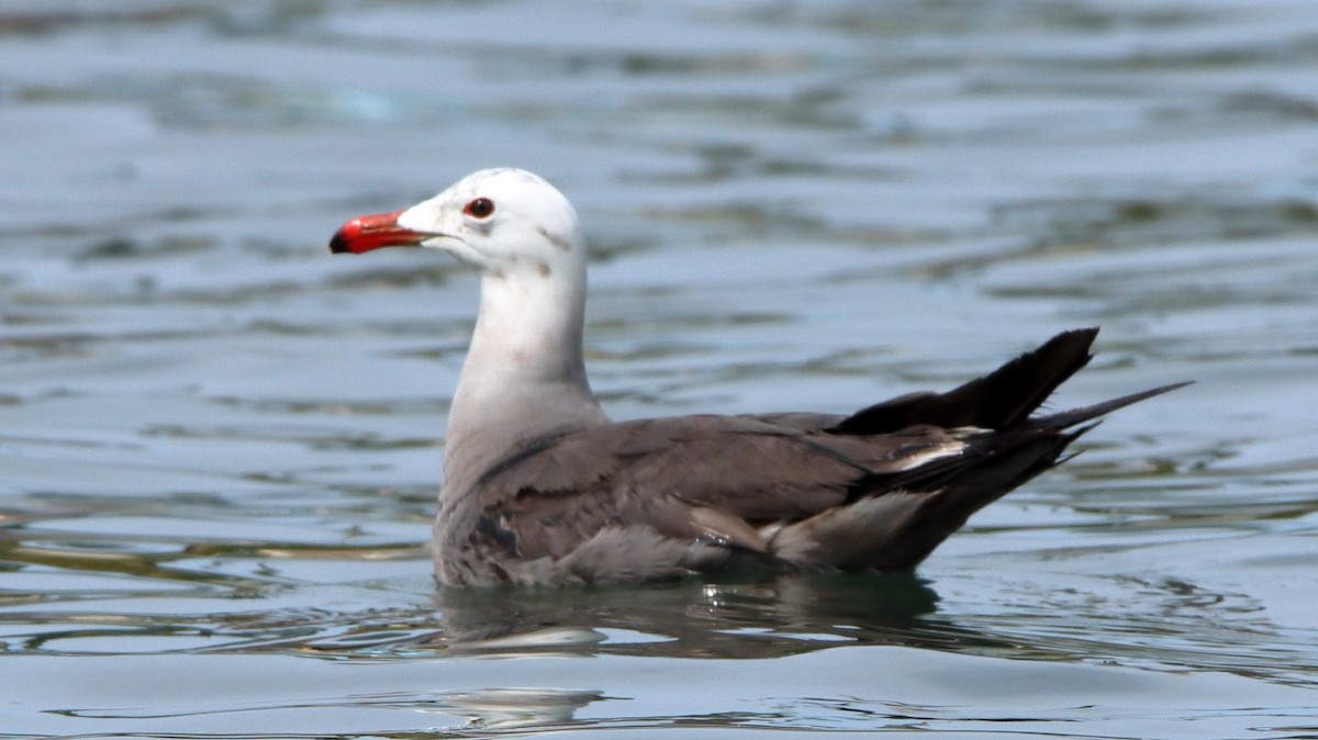 Gaviota Mexicana - ML617036904