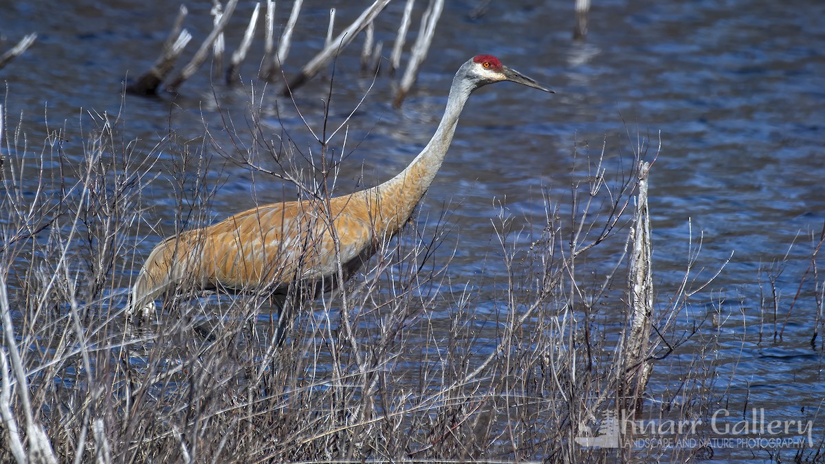 Sandhill Crane - Daryl Knarr