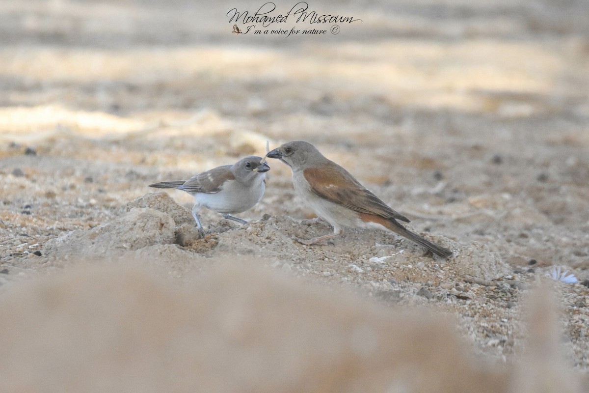 Northern Gray-headed Sparrow - Mohamed Missoum