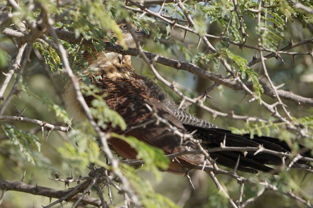 White-browed Coucal - ML617036971