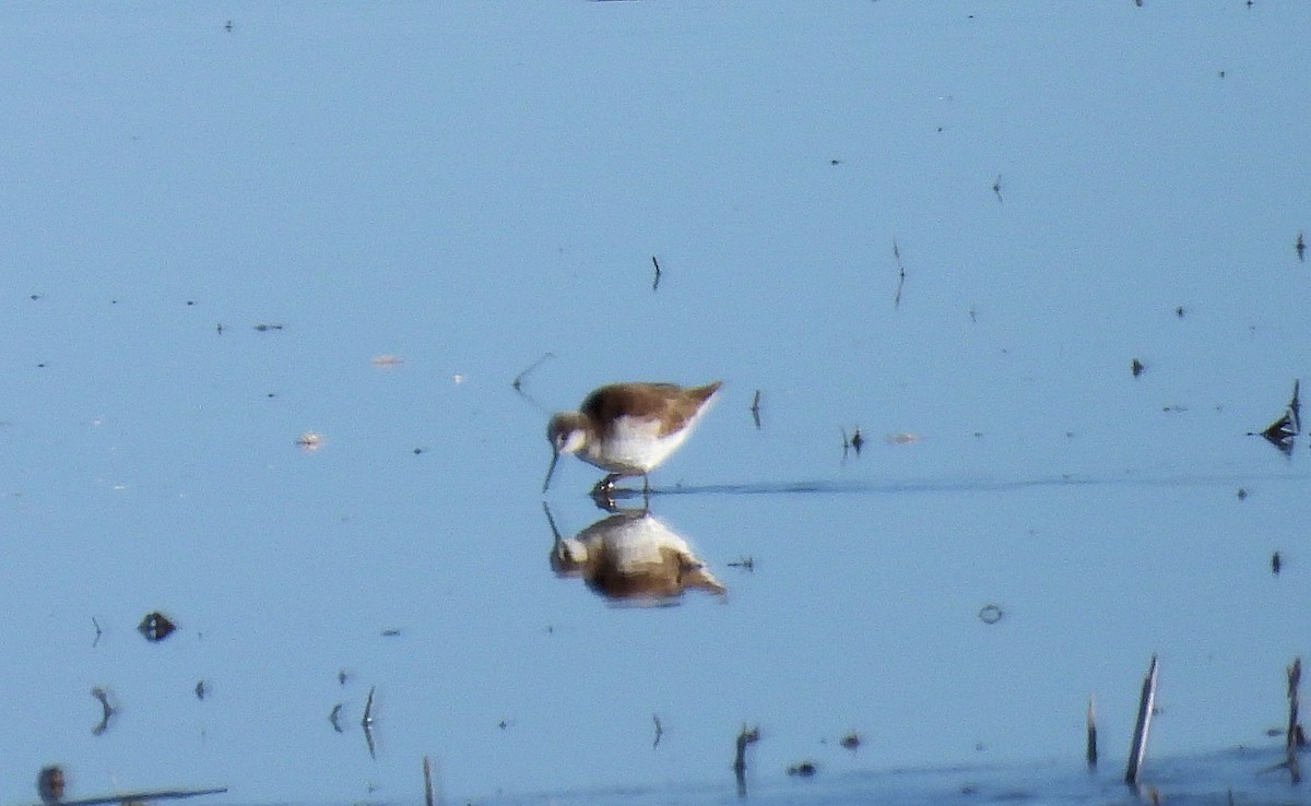 Wilson's Phalarope - ML617036972