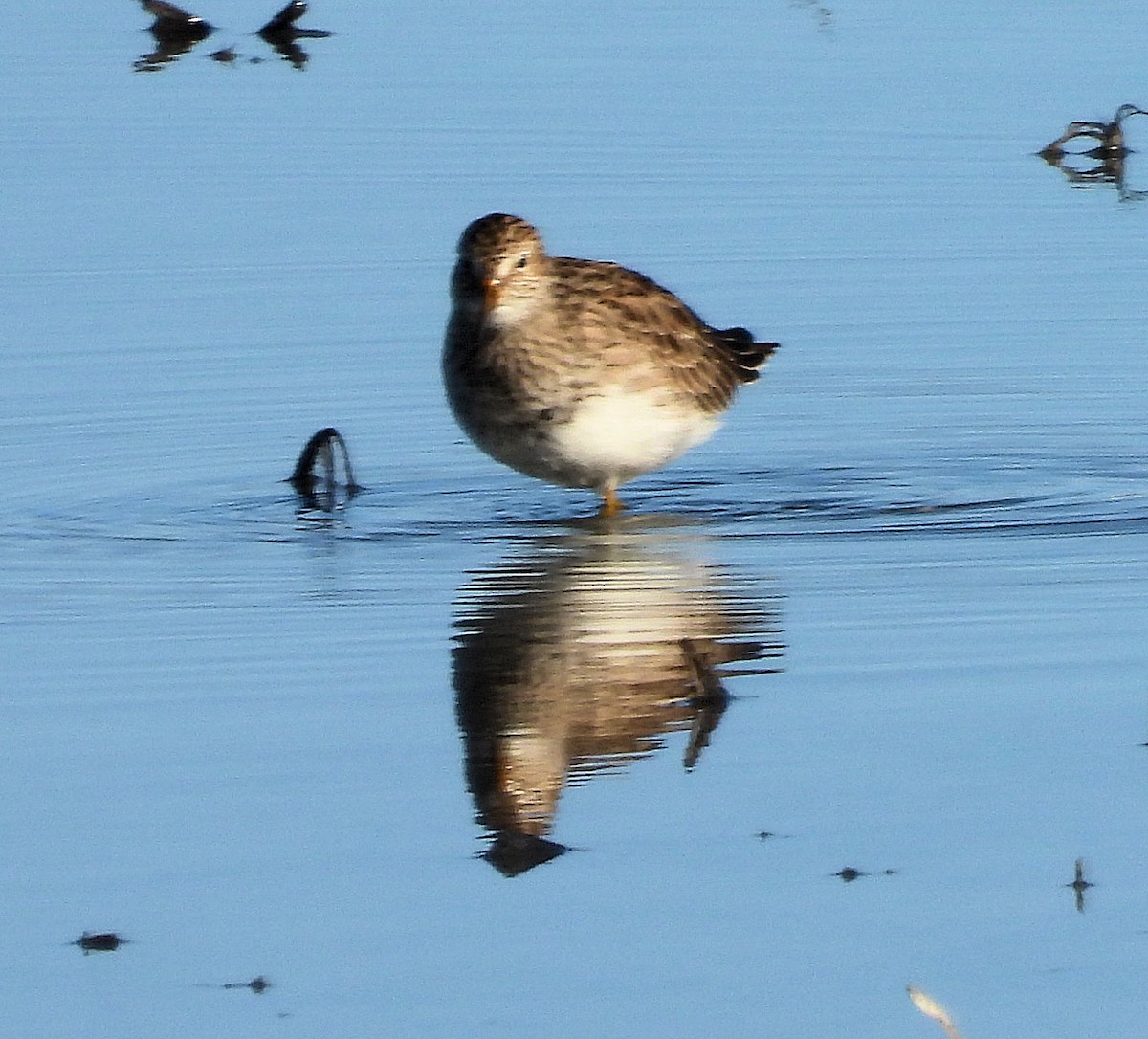 Graubrust-Strandläufer - ML617037014