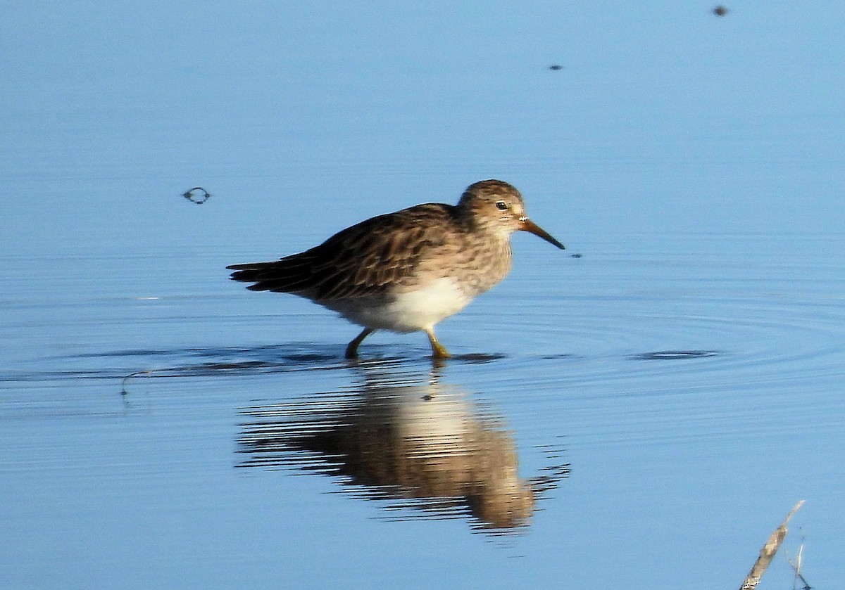 Graubrust-Strandläufer - ML617037016