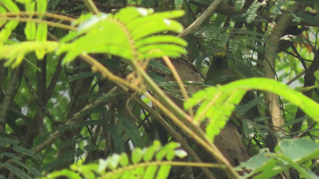 Bulbul Cabecigrís - ML617037026