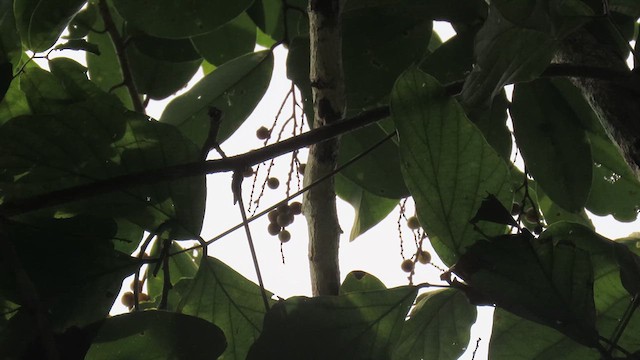 Gray-headed Bulbul - ML617037027