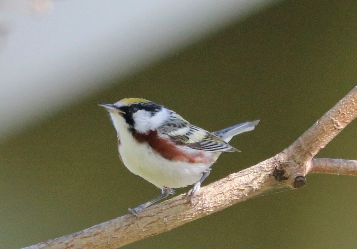 Chestnut-sided Warbler - Sean Kahr