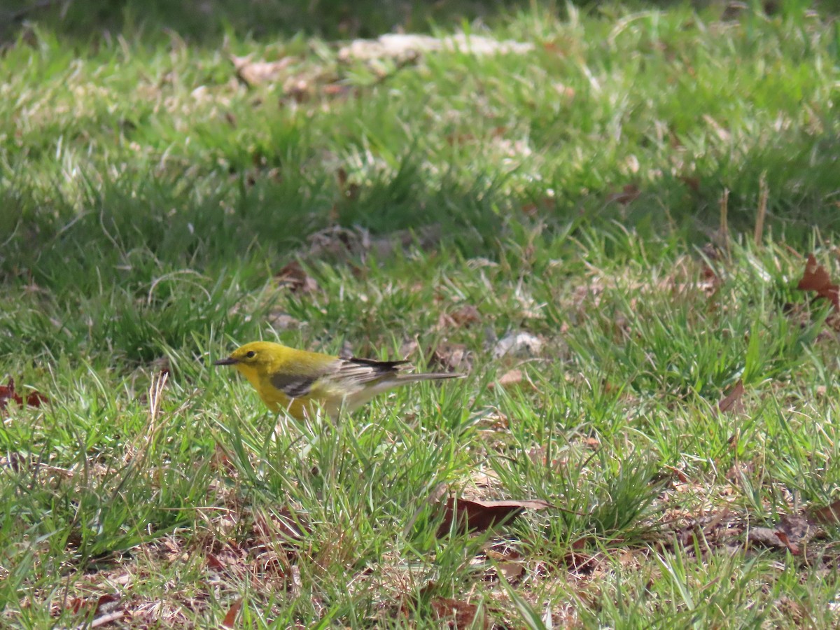 Pine Warbler - ML617037045