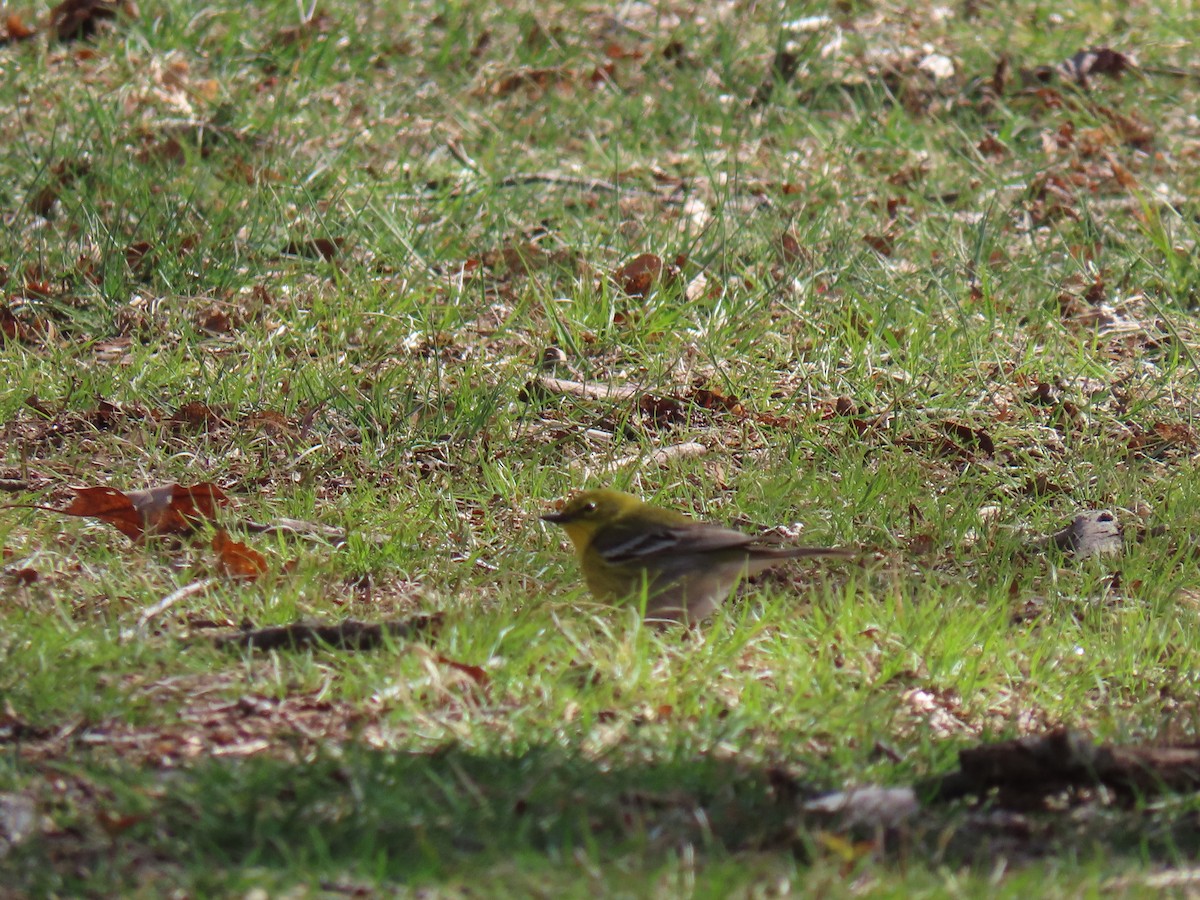 Pine Warbler - ML617037046