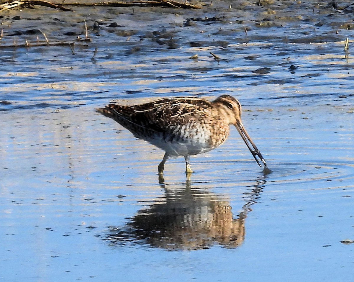 Wilson's Snipe - ML617037047