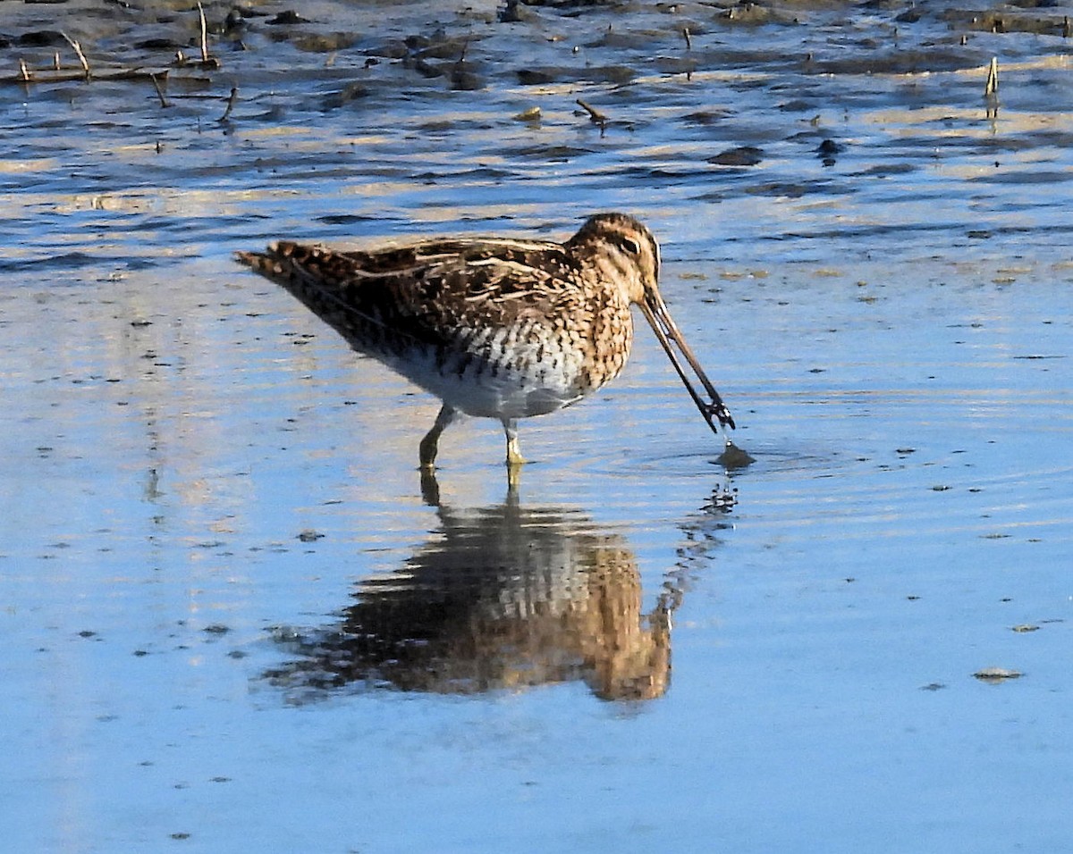 Wilson's Snipe - ML617037048