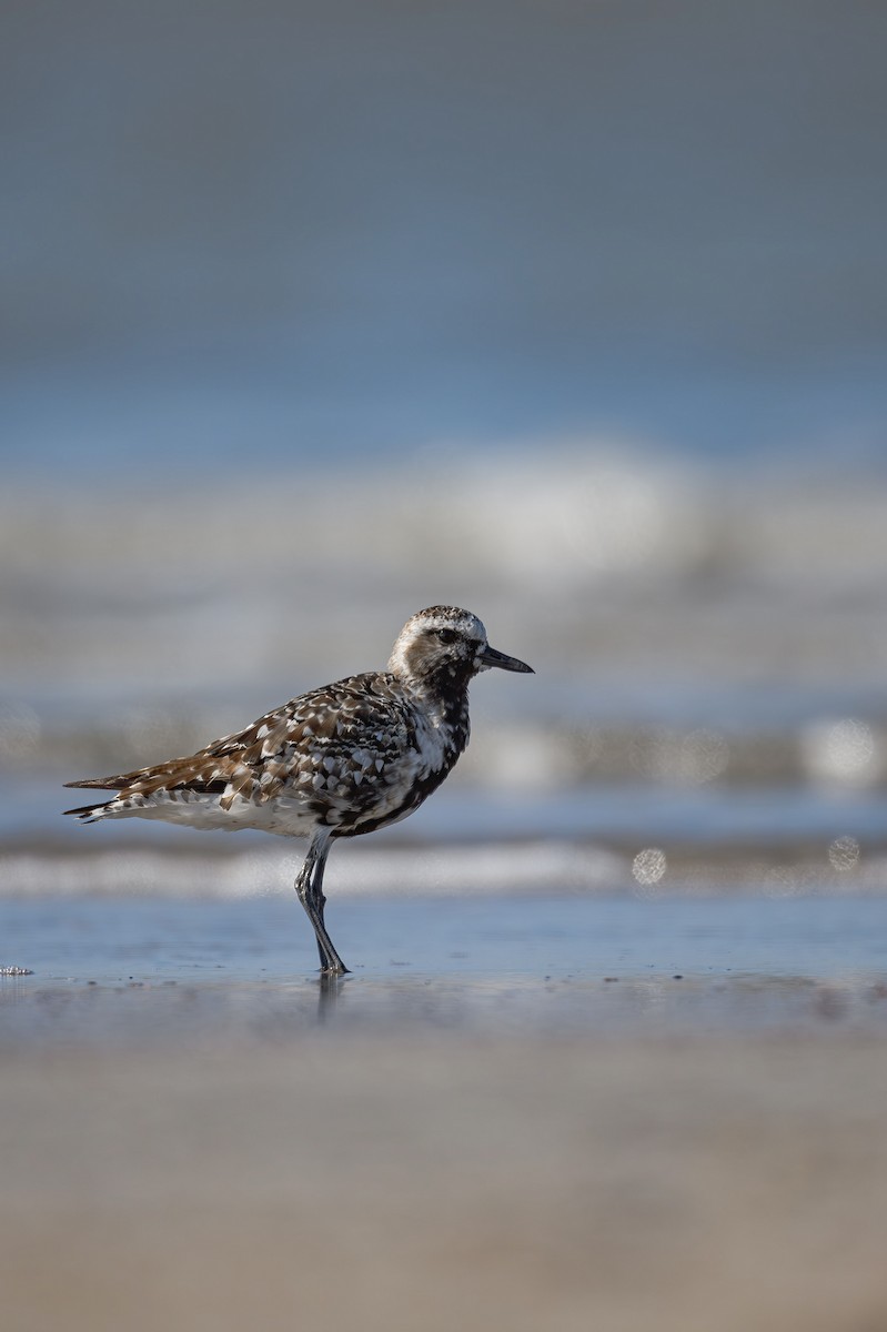 Black-bellied Plover - ML617037063