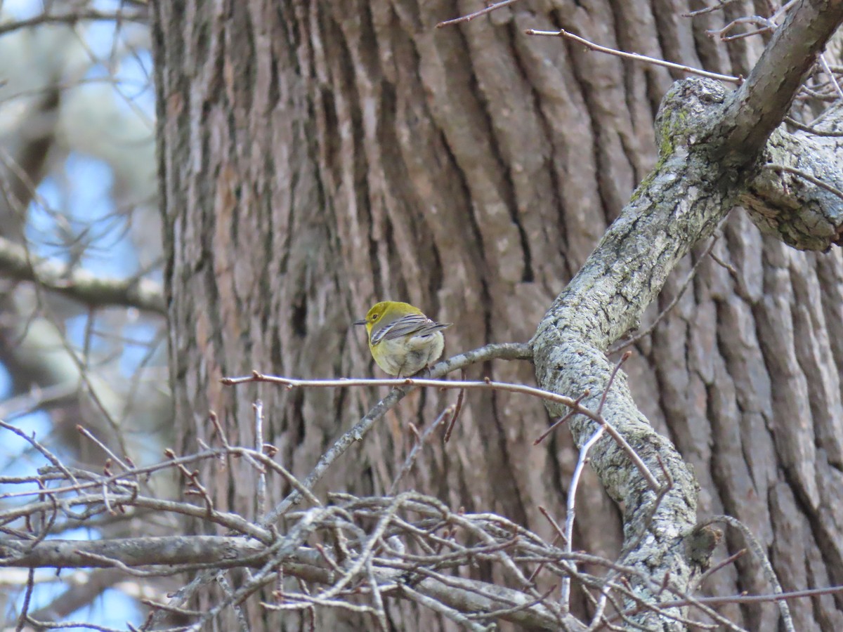 Pine Warbler - John Gaglione