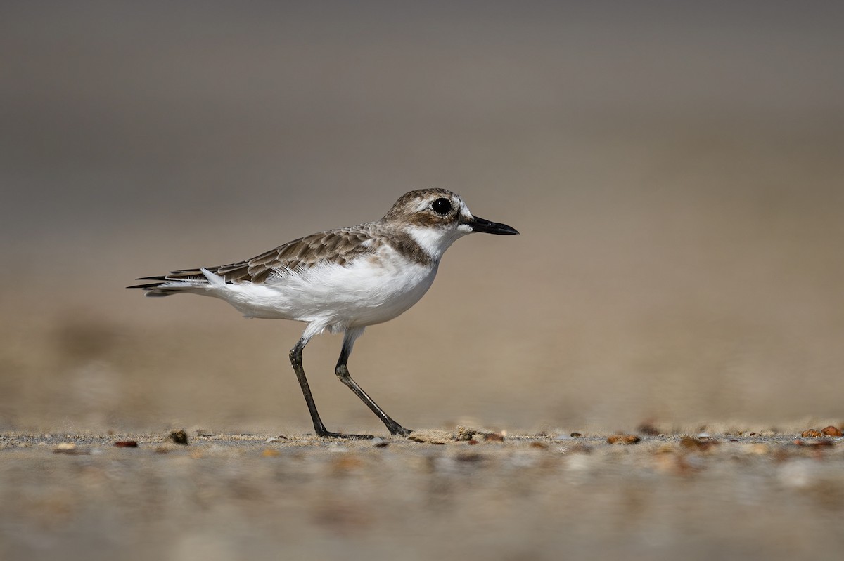 Greater Sand-Plover - Sudhir Paul