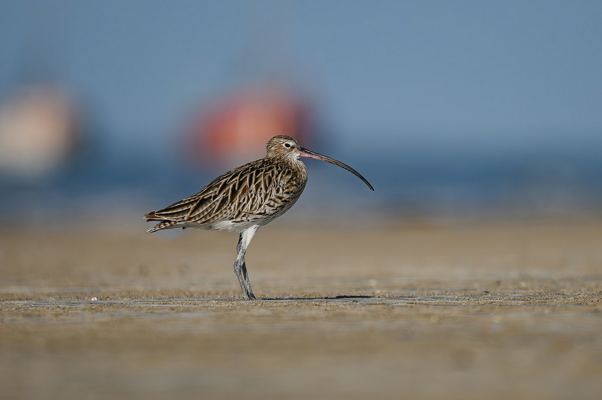 Eurasian Curlew - ML617037071