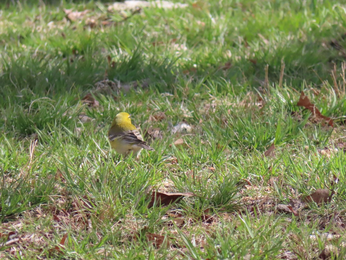 Pine Warbler - ML617037075