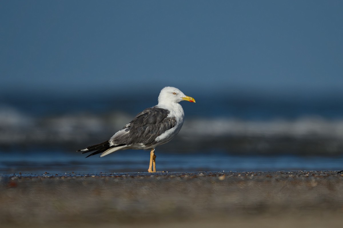 Lesser Black-backed Gull - ML617037089