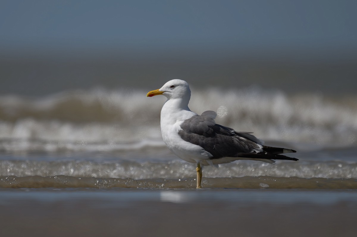 Lesser Black-backed Gull - ML617037090