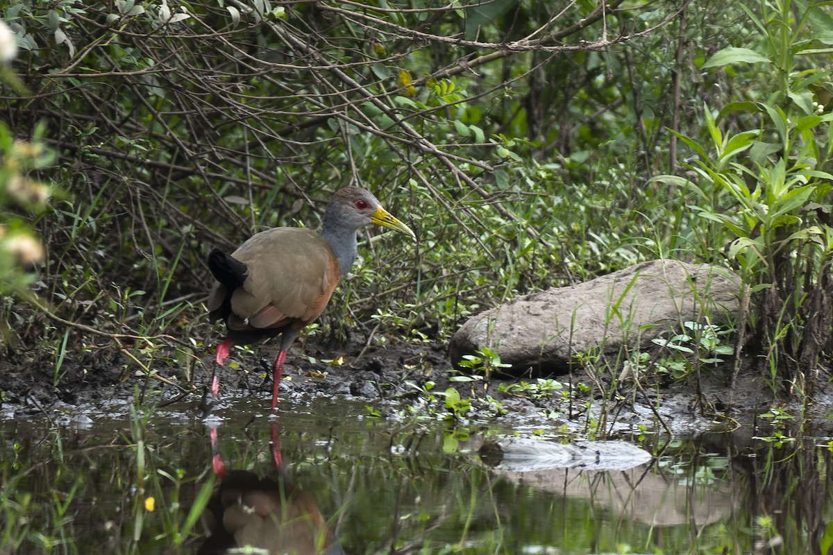 Gray-cowled Wood-Rail - ML617037091