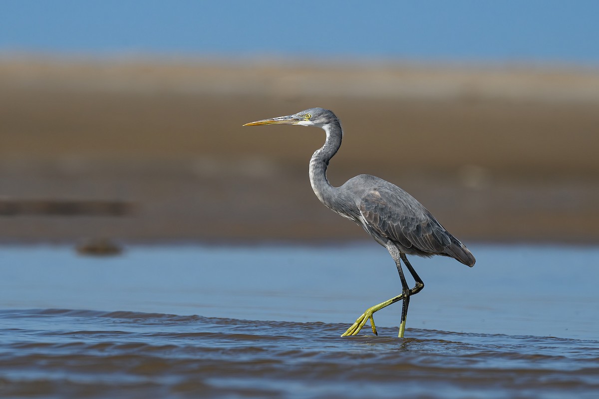 Western Reef-Heron - ML617037096