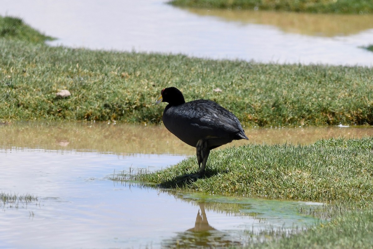 Slate-colored Coot - ML617037111