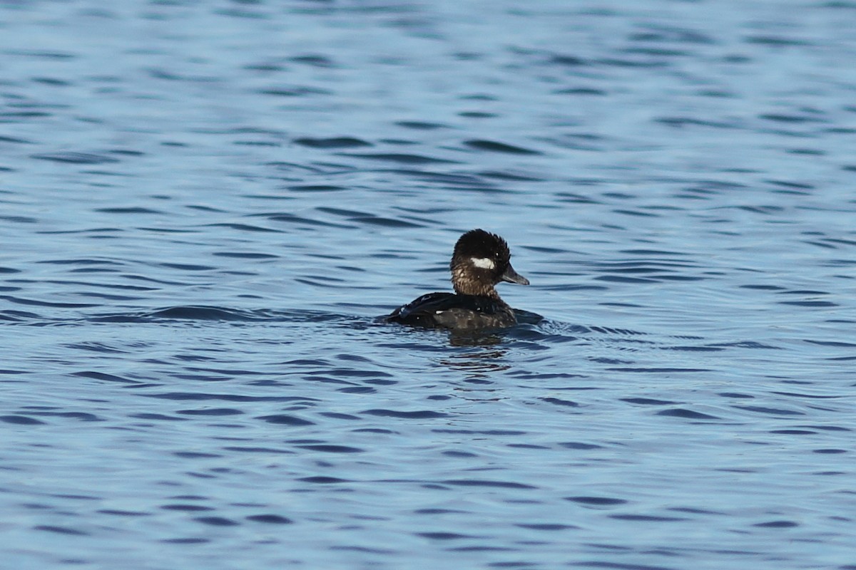 Bufflehead - ML617037117