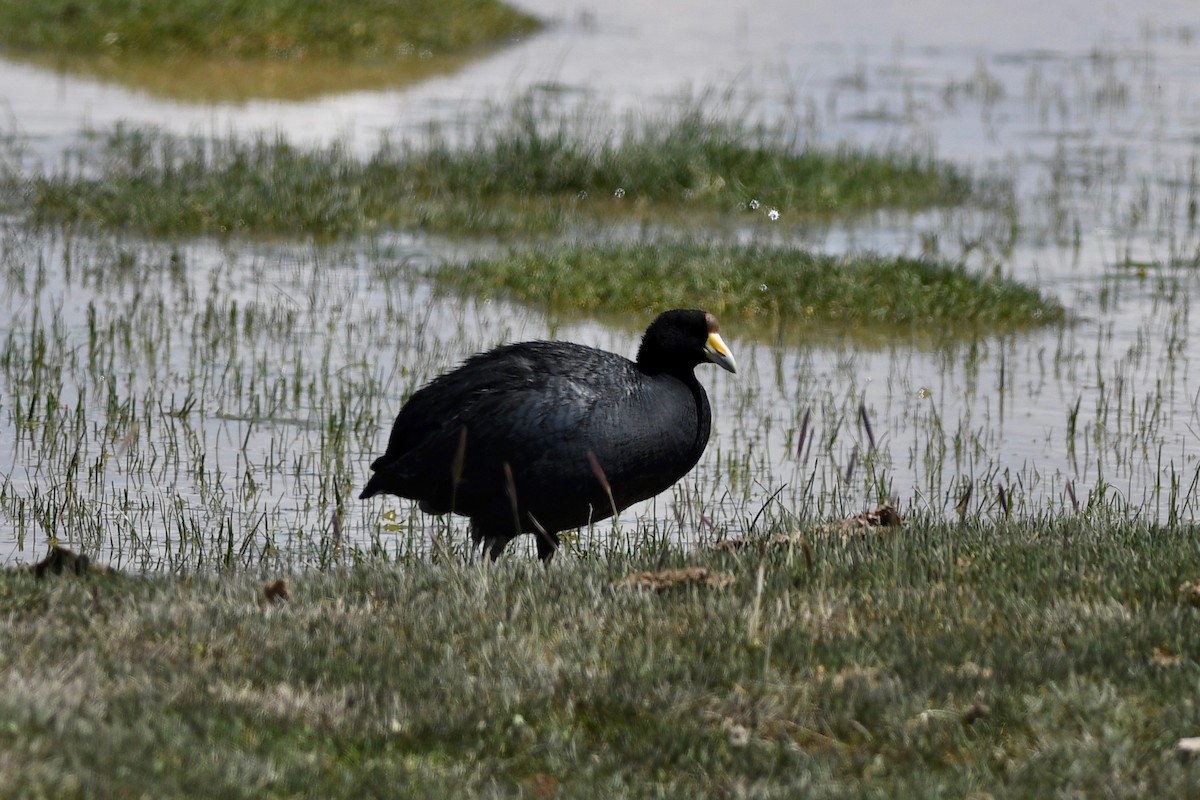 Slate-colored Coot - ML617037125