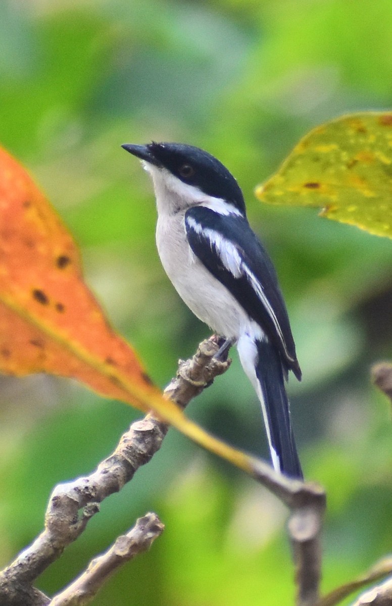 Bar-winged Flycatcher-shrike - ML617037132