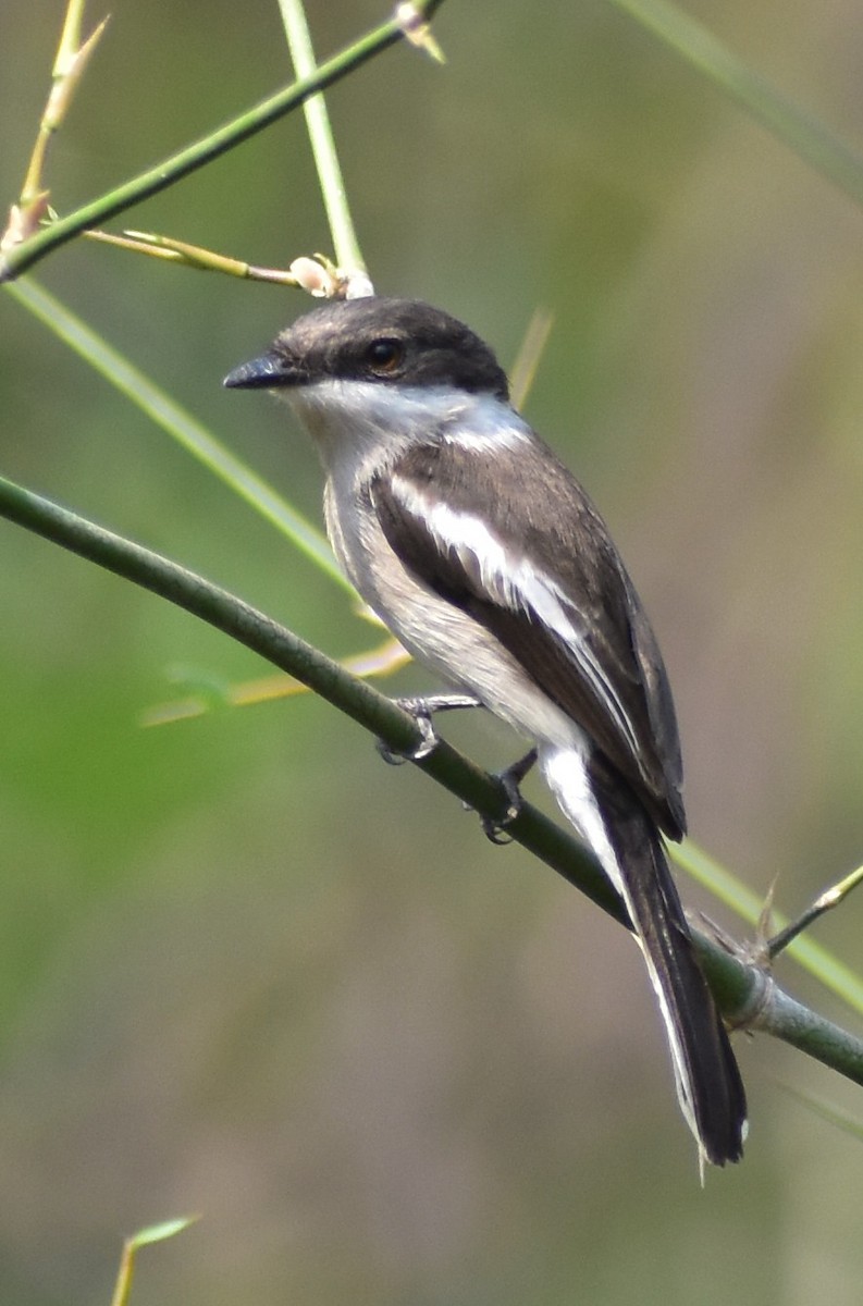 Bar-winged Flycatcher-shrike - ML617037133