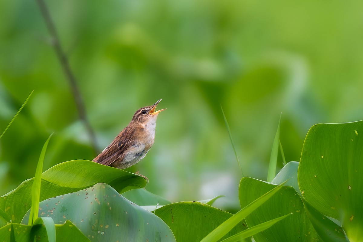 Pallas's Grasshopper Warbler - ML617037141