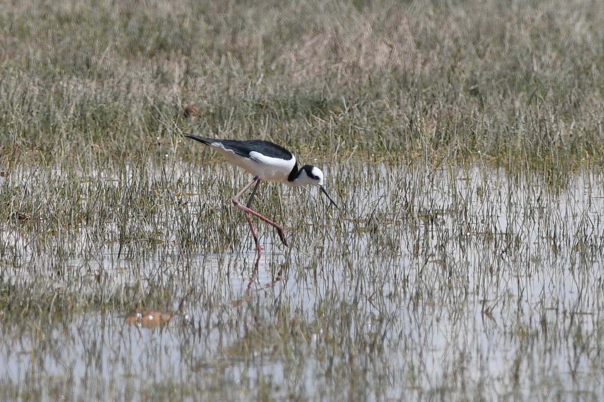 Black-necked Stilt - Antoine Reboul