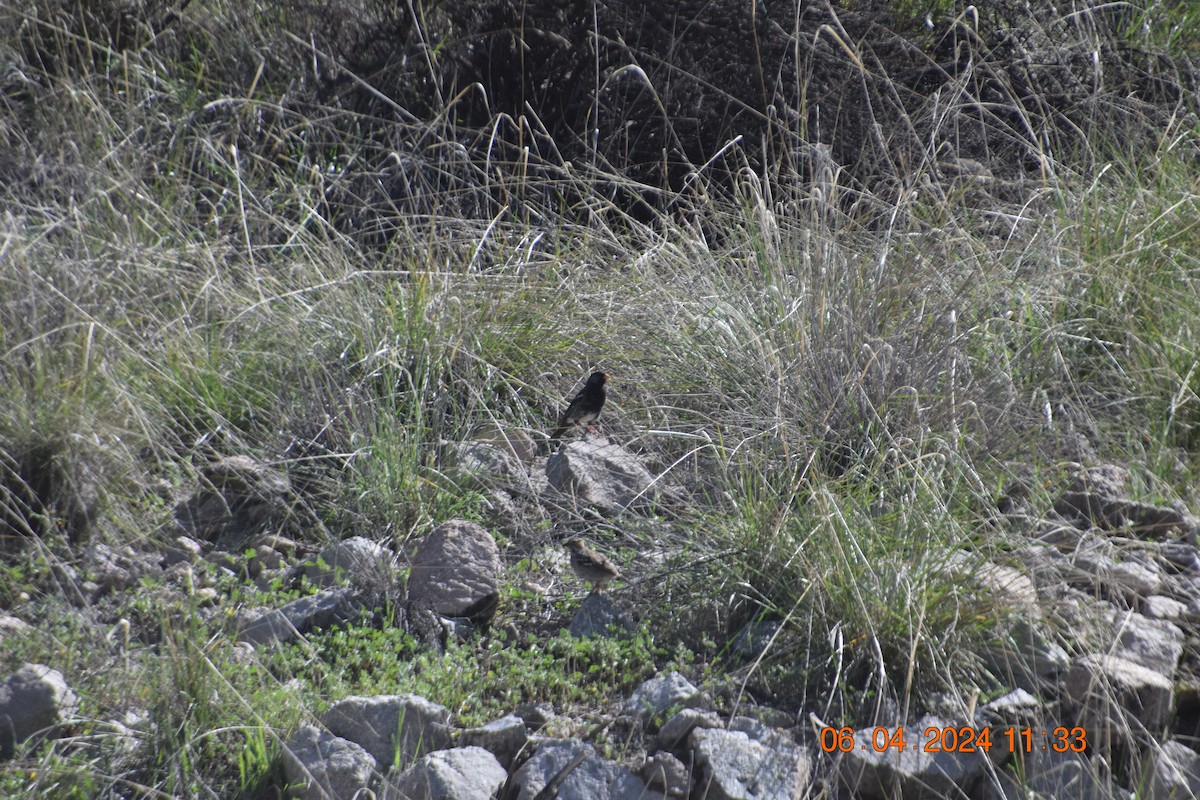 Mourning Sierra Finch - ML617037193