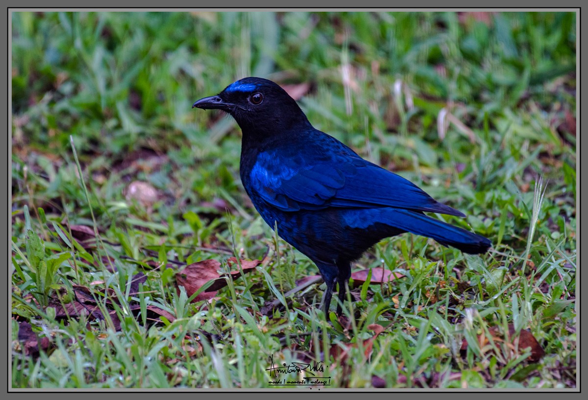 Малабарская синяя птица - ML617037235