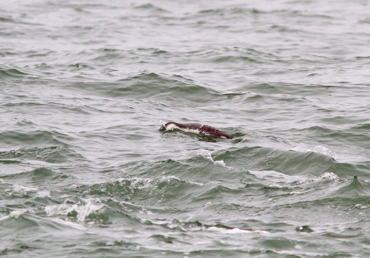 Red-throated Loon - ML617037282