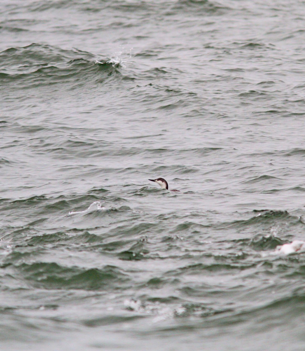 Red-throated Loon - ML617037284