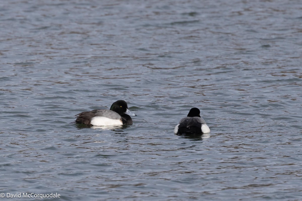 Greater Scaup - ML617037287