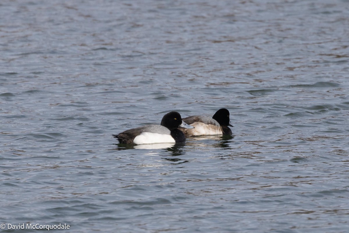 Greater Scaup - ML617037288