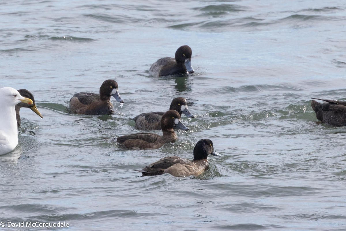 Greater Scaup - ML617037289