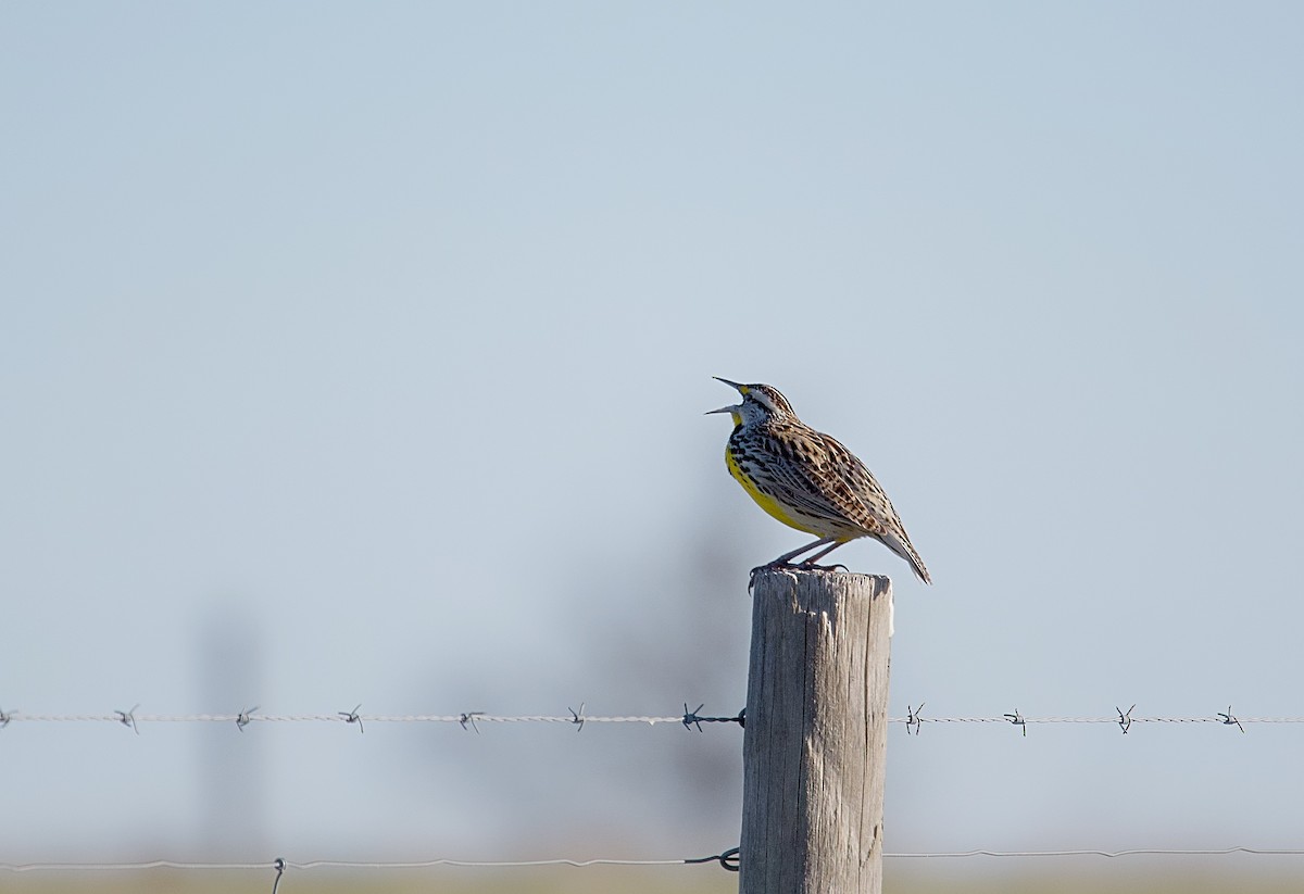 Eastern Meadowlark - ML617037295