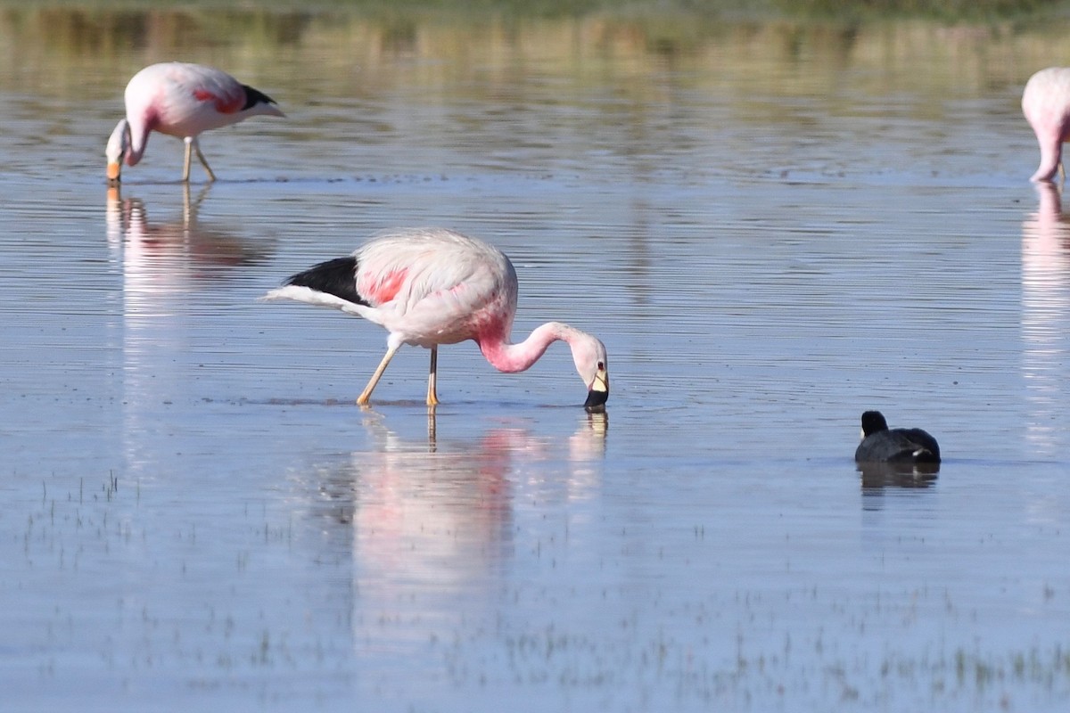 andesflamingo - ML617037296