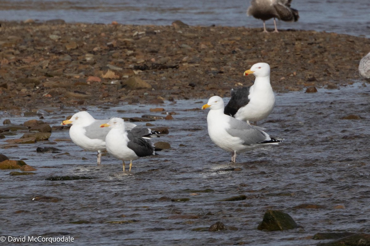 Herring Gull (American) - David McCorquodale