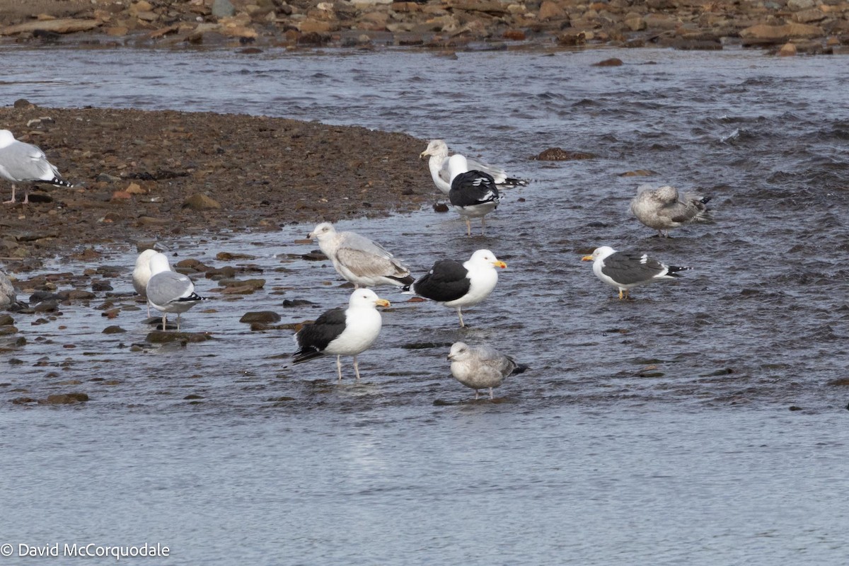 Great Black-backed Gull - David McCorquodale